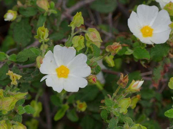 <h3><a href="/trips/kreta/biota/plantae/tracheophyta/magnoliopsida/malvales/cistaceae/cistus salviifolius/cistus salviifolius-nl.html">Cistus&nbsp;salviifolius</a> / Sage‑leaved&nbsp;rock‑rose / </h3>OM-1 Mark II met OLYMPUS M.150-400mm F4.5, 1/640 sec  bij F9.0, ISO 2000, afstand 1.3&nbsp;m